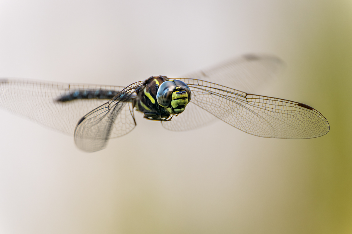20230821_NZ9_1604_DPNF.jpg