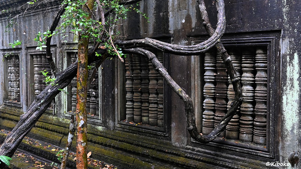 Das Bild zeigt fünf fenster mit jweils fünf Säulen in einer grauen Sandsteinwand. Davor steht ein dünner Baumstamm. Graue, geschwungene Wurzeln hängen vor dem ersten Fenster.