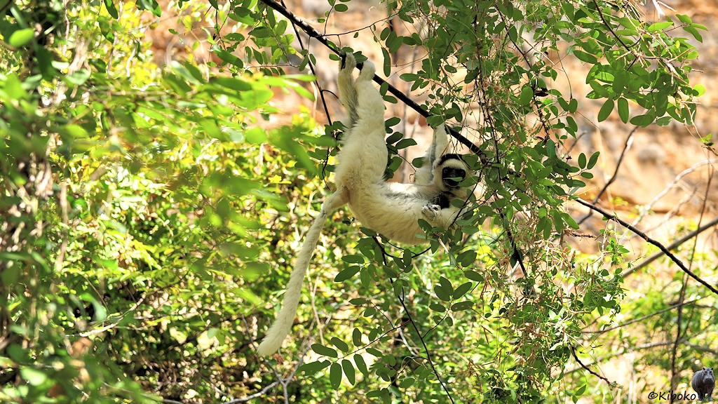 Das Bild zeigt einen weißen Lemur der mit den Beinen und einem Vorderarm an einem diagonal durch das Bild lafuenden dünnen Ast hängt. Der lange Schwanz baumelt herunter.