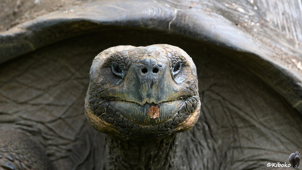Santa Cruz - Galapagos Riesenschildkröte Santa Cruz - Galapagos Riesenschildkröte