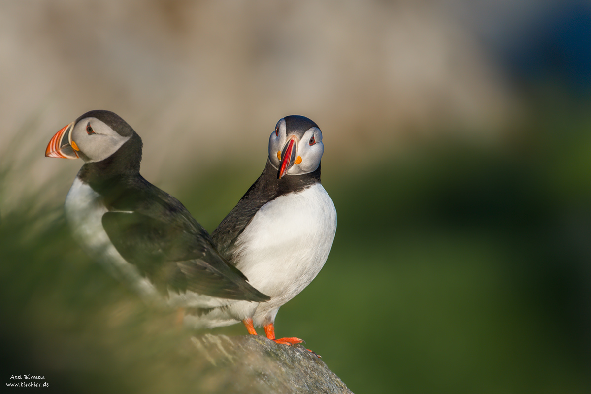 20140514_0532_PS_1200Px.jpg