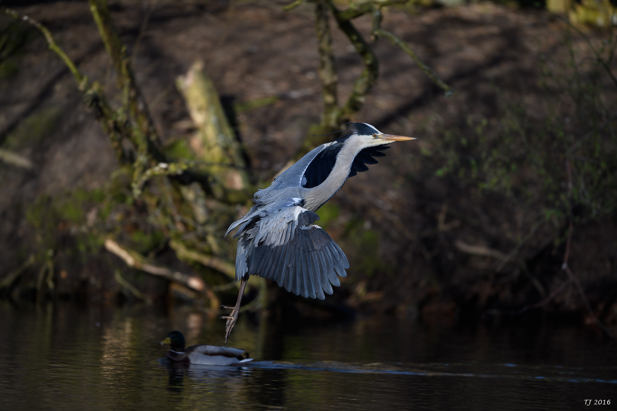 DSC_0596.jpg