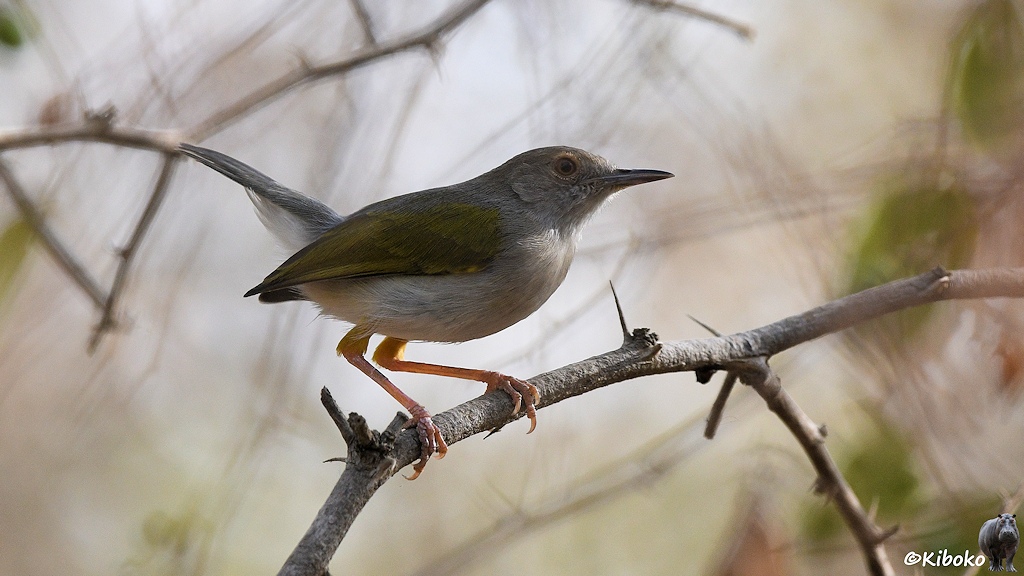 Das Bild zeigt einen kleinen grauen Vogel mit bräunichem Bauch, oliven Flügelfedern und spitzen Schnabel auf einen Ast in einem Baum im Gegenlicht.