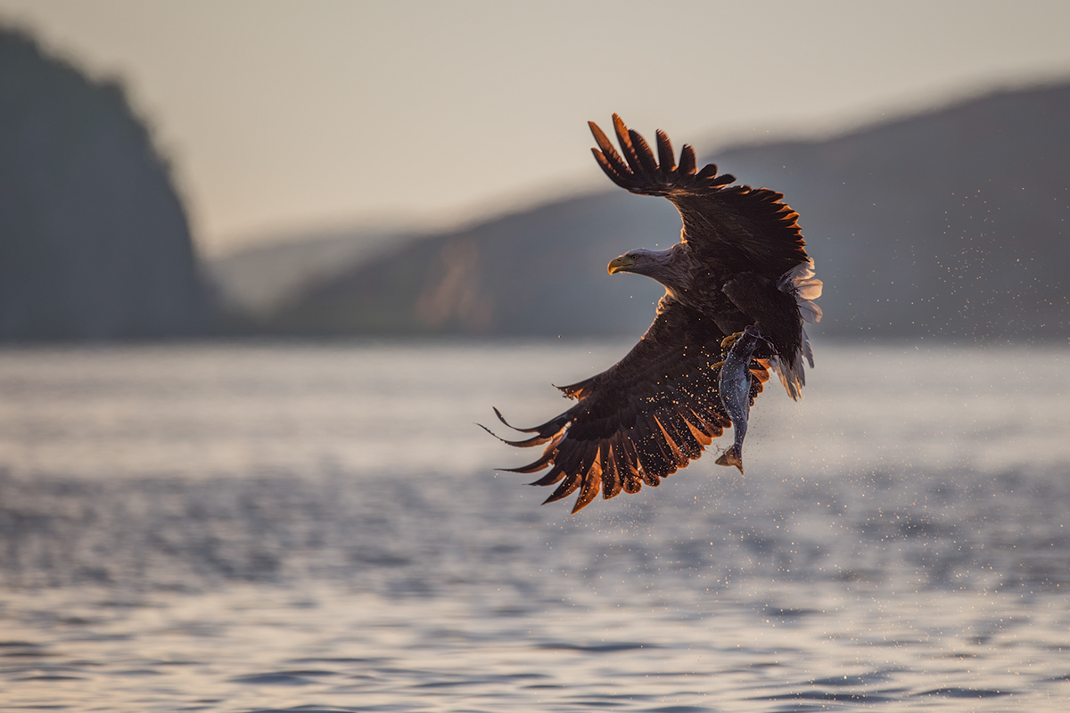 10_Seeadler.jpg