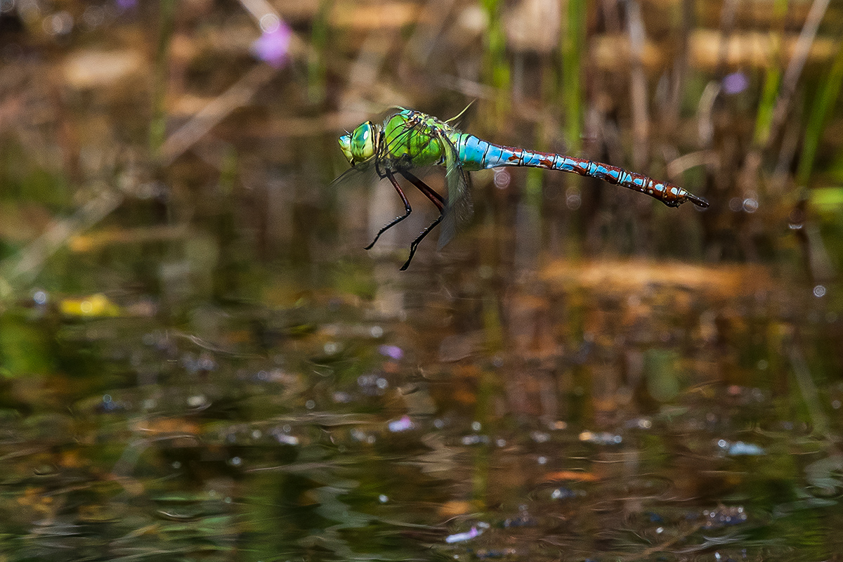 20190628_D500_1532NF.jpg