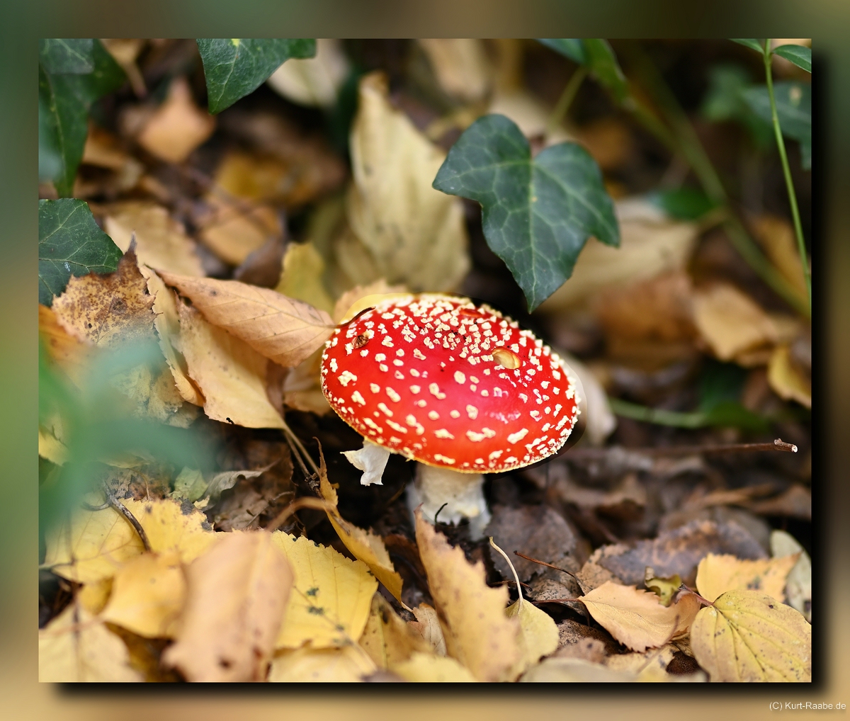 C-Kurt-Raabe.deKRZ_7675_a.jpg