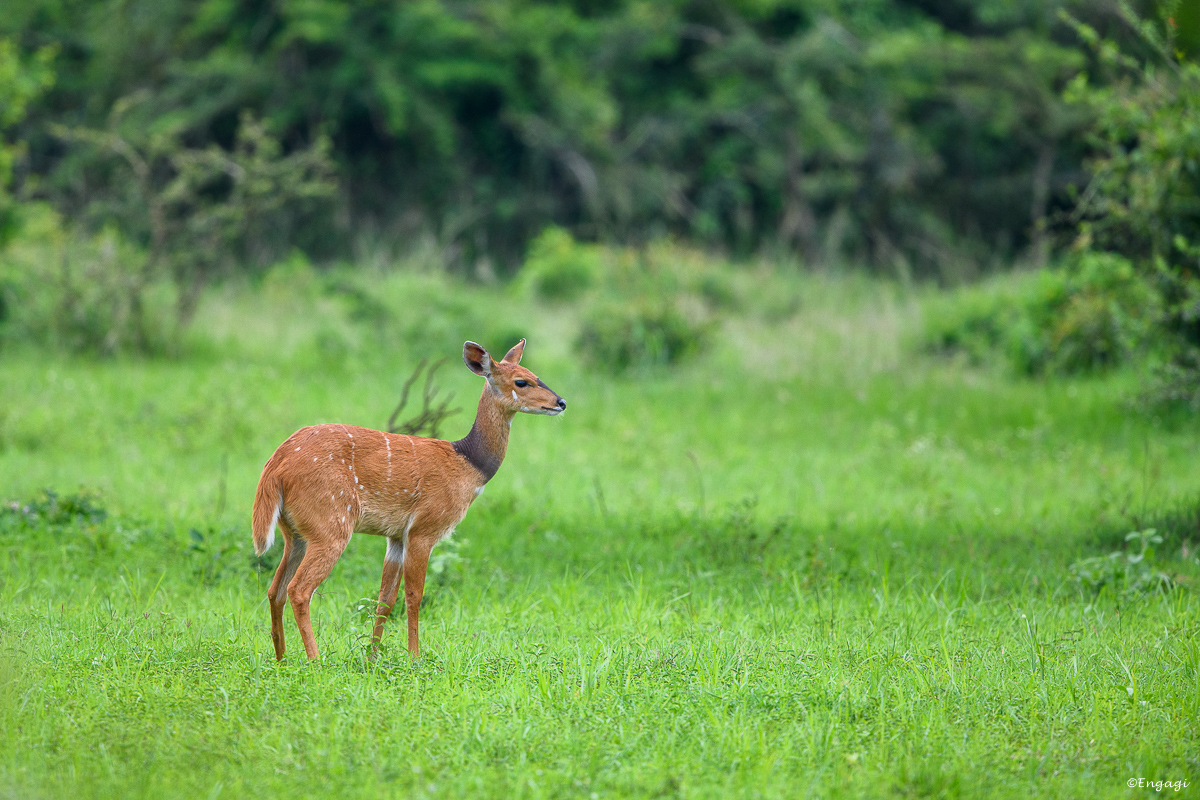 Uganda%202641.jpg