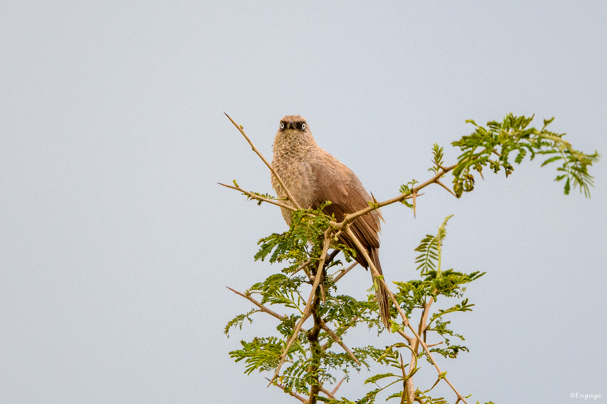 Uganda%201157.jpg