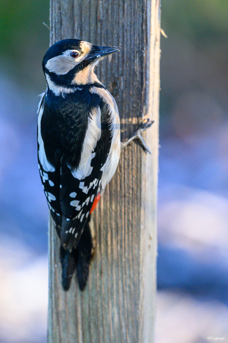 DSC_0290.jpg