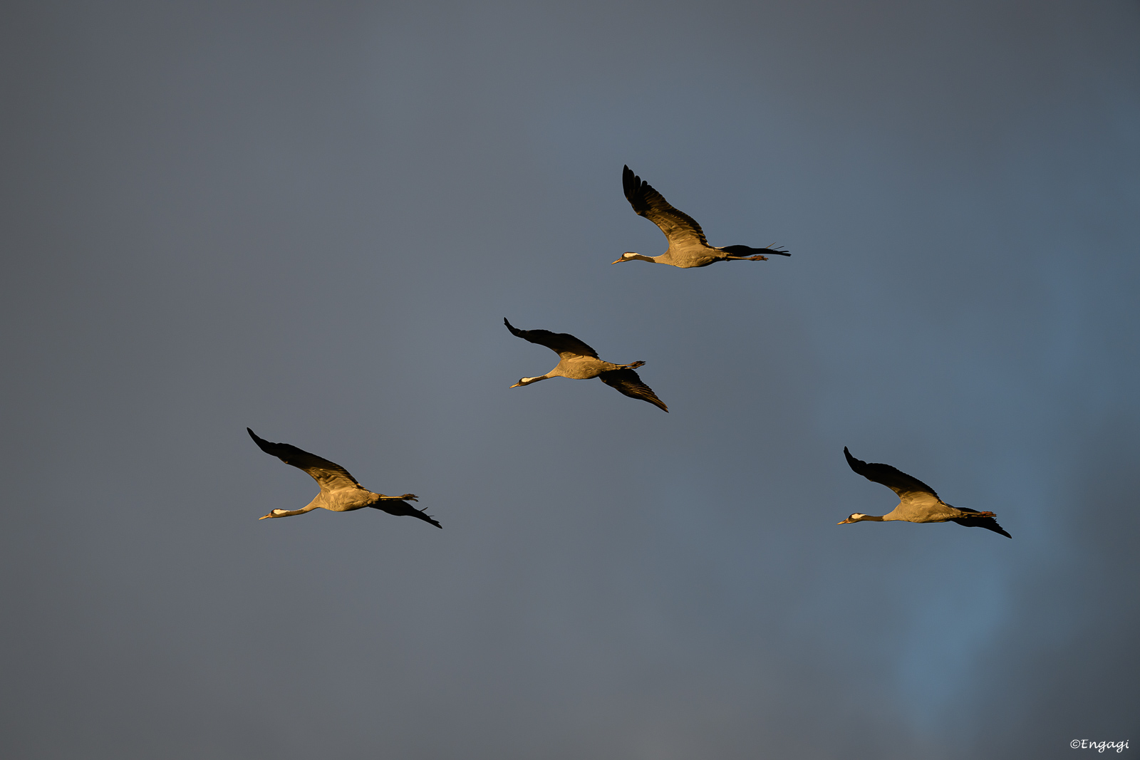 DSC_2044.jpg