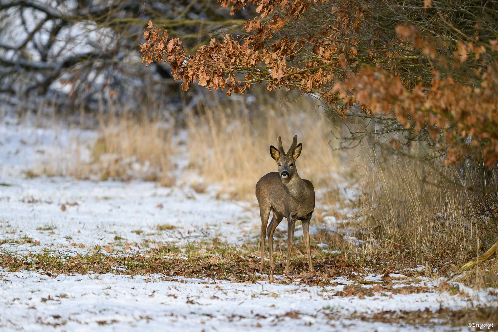 DSC_3778.jpg