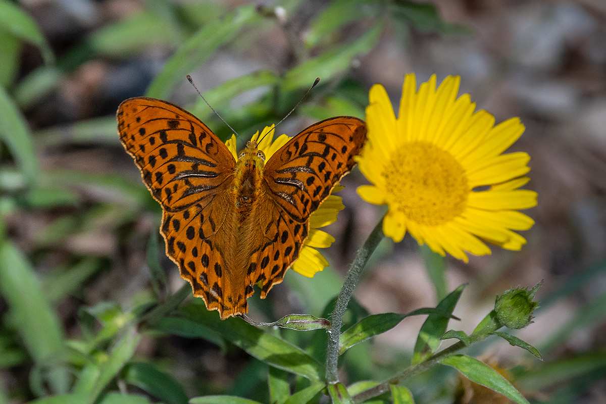 20180719_D500_2348NF.jpg