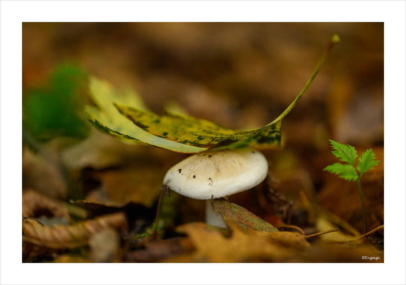DSC_9214.jpg
