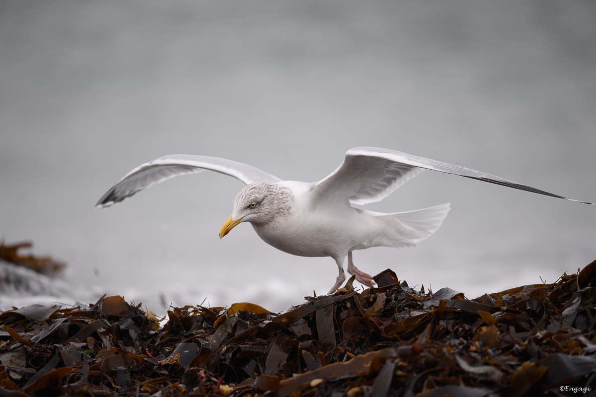 Helgoland_2020_Januar721.jpg