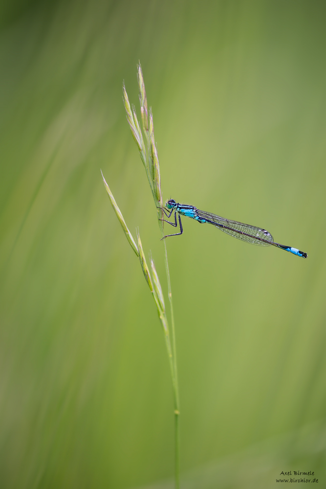 20160528_0049_PS_LAB_1000Px.jpg