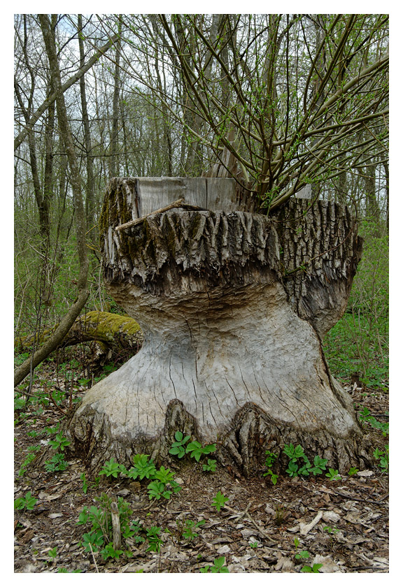 biberspuren.jpg