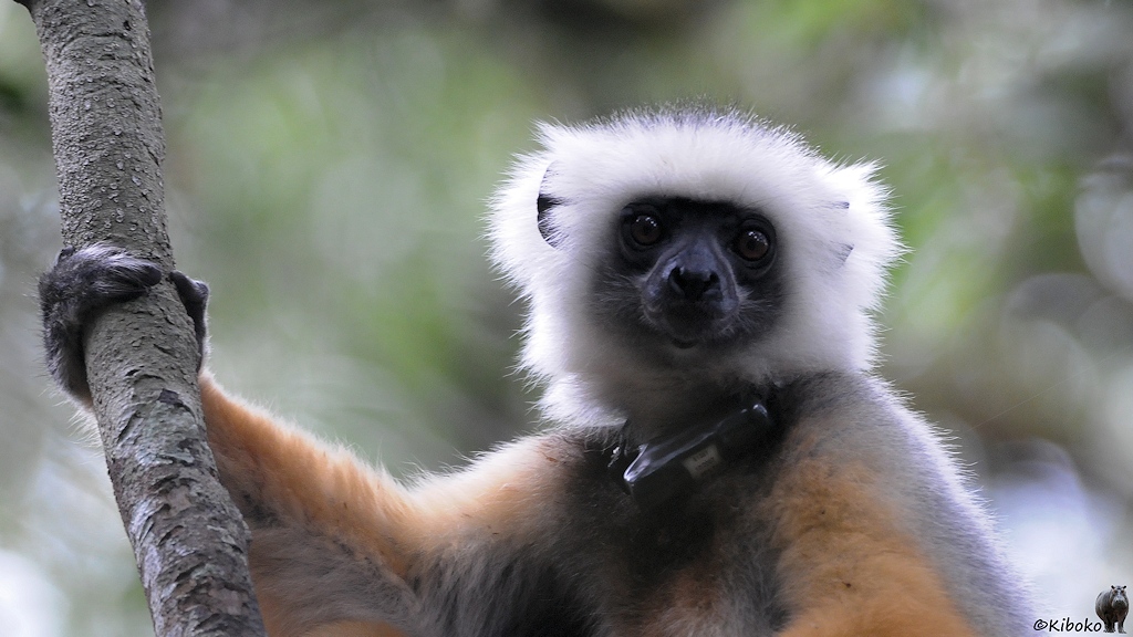 Porait eines weiß-schwarz-orangenen Lemur, der sich mit einer Hand an einen Ast festhällt. Der Lemur hat ein schwares Halsband mit Sender.
