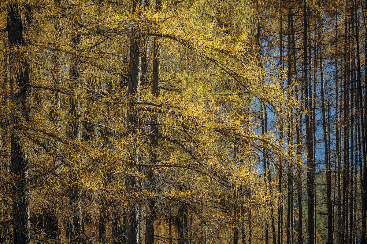 20201106_NZ7_1123NF.jpg