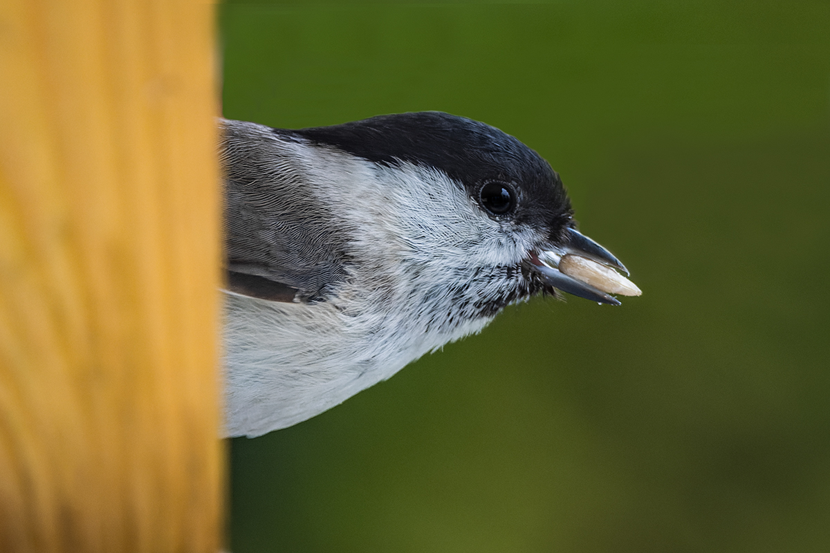 20230420_NZ9_4775_DPNF.jpg