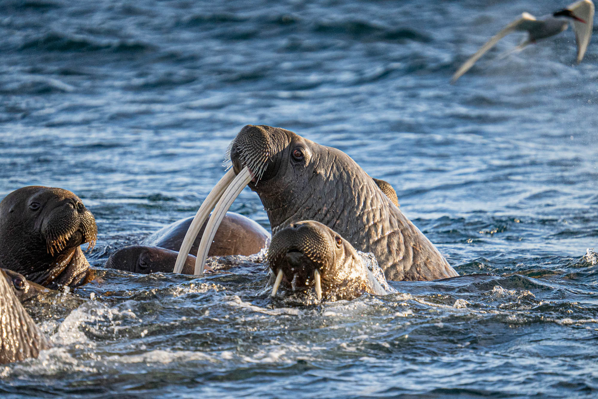 MichaelGinzburg_Arktis150-600mm_Blog-4.jpg