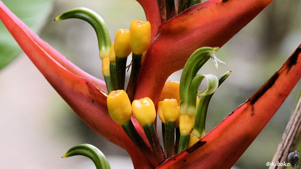 Das Bild zeigt Blume mit roten Blättern, die abwechselnd nach außen weggeben und gelben Knospen in der Mitte.