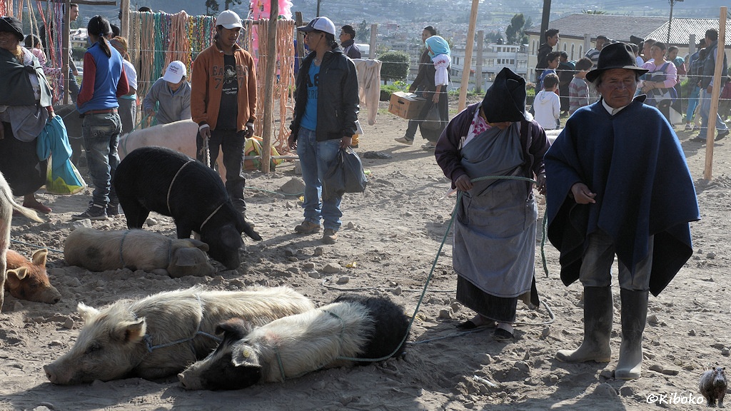 Das Bild zeigt ein älteres Ehepaar. Die Frau hält zwei liegende Schweine an der Leine. Der Mann in Gummistiefel, blauen Poncho und schwarzen Hut steht daneben. Im Hintegrund sind weitere Schweine und Verkäufer.