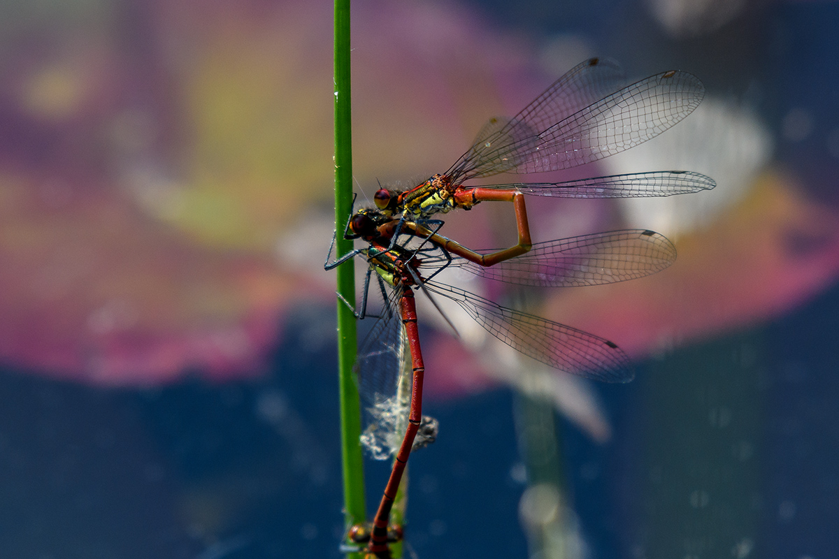 20180503_D500_0151NF.jpg