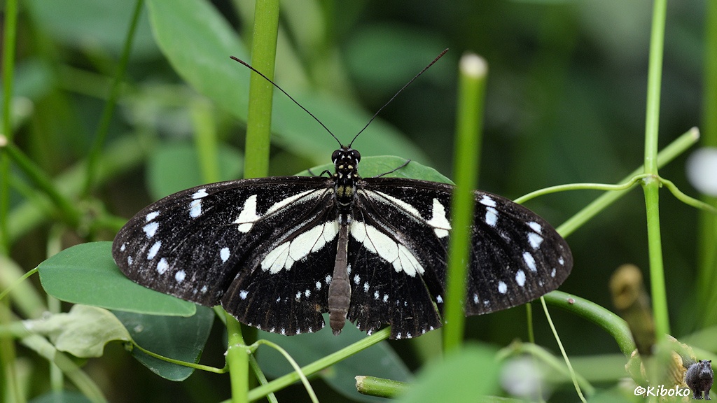 Das Bild zeigt einen schwarzen Schmetterling mit ausgebreiteten schwarz-weißen Flügeln zwischen Grashalmen auf einem Blatt sitzend.