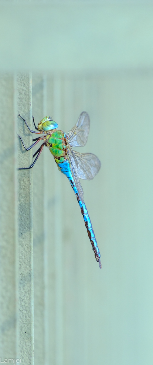 DSCF2490.jpg