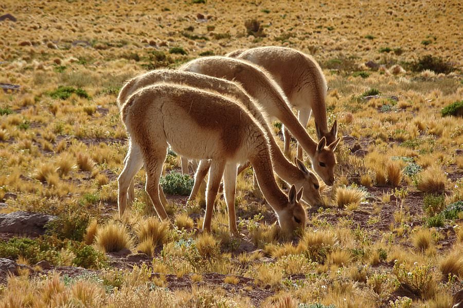atacama16_120.jpg