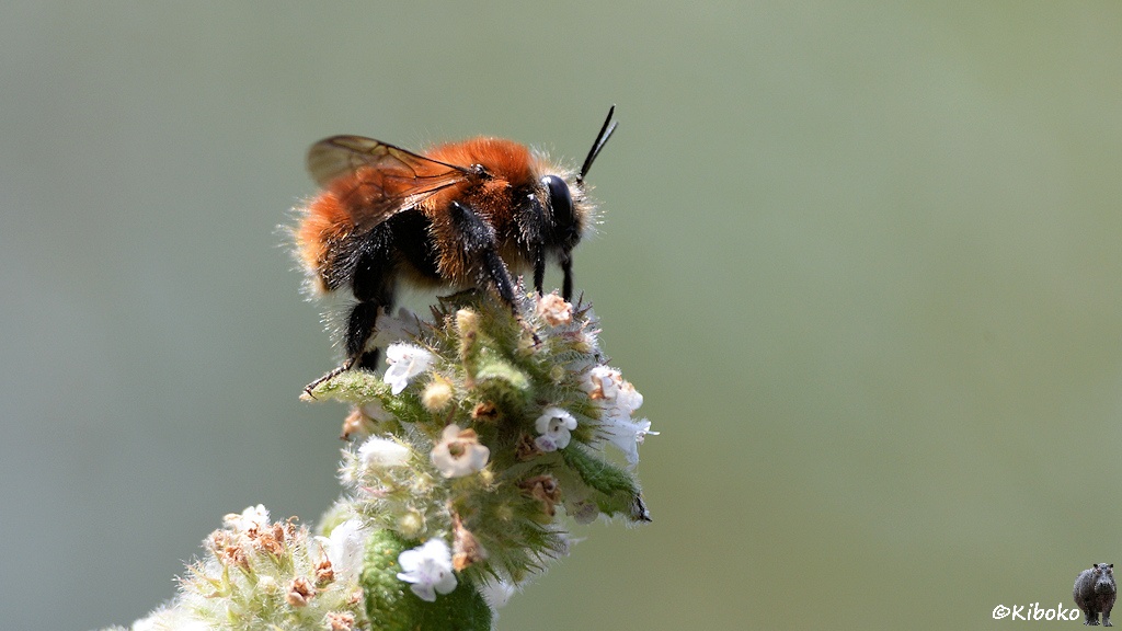 Das Bild zeigt eine rotbraune Hummel auf einem Astende mit kleinen weißen Blüten.