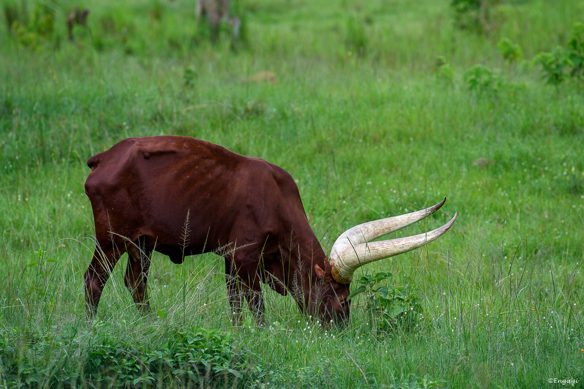 Uganda%202080.jpg