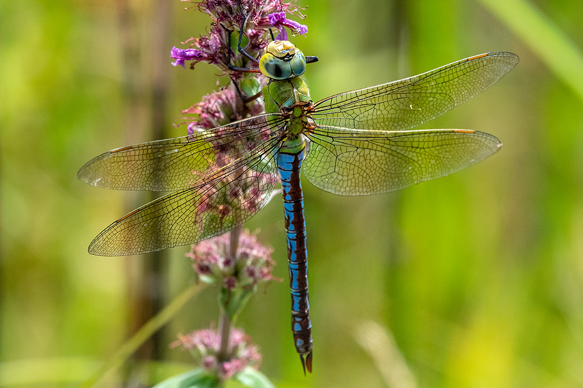 20180709_D500_0954NF.jpg