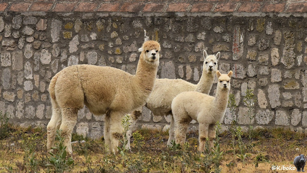 Das Bild zeigt drei weiße Tiere mit einem dichten Fell und einem langen Hals. Das linke Tier ist etwas größer. Die Tierse stehen vor einer grauen Bruchsteinmauer auf einer Wiese auf vertrocknetem Gras und vereinzelten Pflanzen mit langen grünen Blütenstängeln.