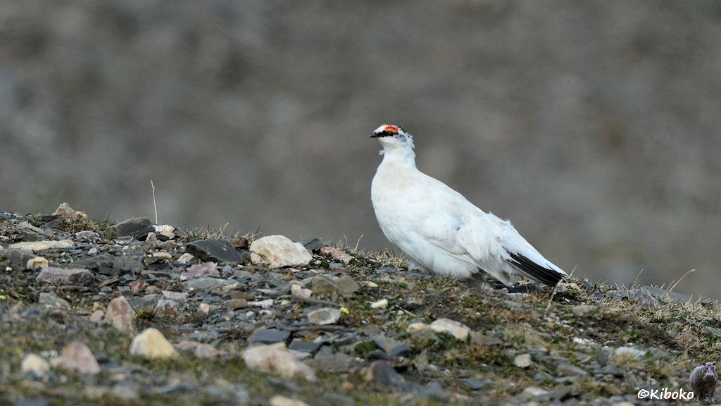 Das Bild zeigt einen weißen Hühnervogel mit einem roten Fleck über dem Auge auf einem nach links ansteigenden Hang aus Steinen, zwischen denen etwas Moos wächst.