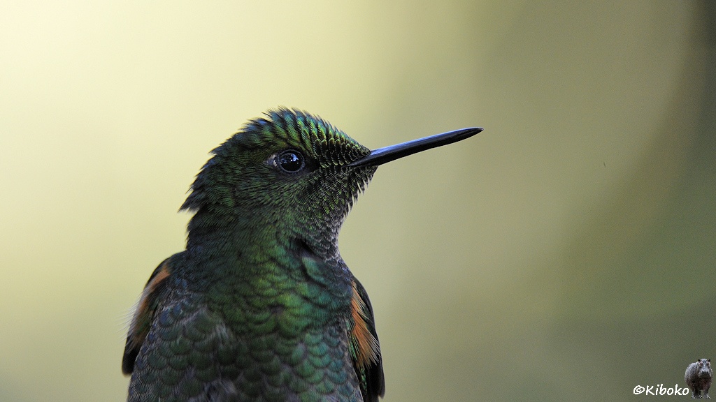 Das Bild zeigt das Porträt eines Kolibris mit grünem Kopf und schwarzen geraden Schnabel. Die Brust ist grau mit grünen Flecken. Am Flügelansatz sind schmale braunorange Federn.