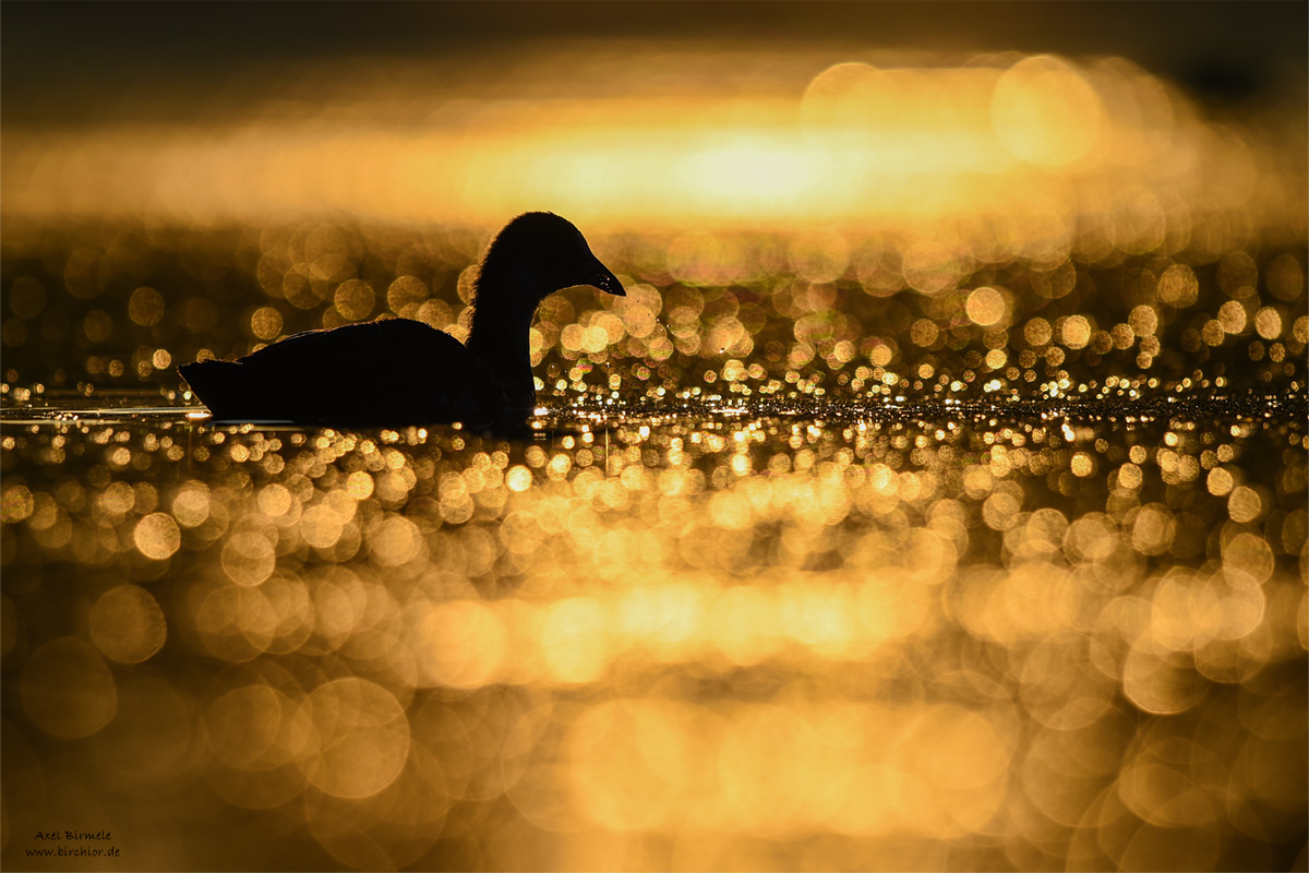 20140719_0311_PS_1200Px.jpg