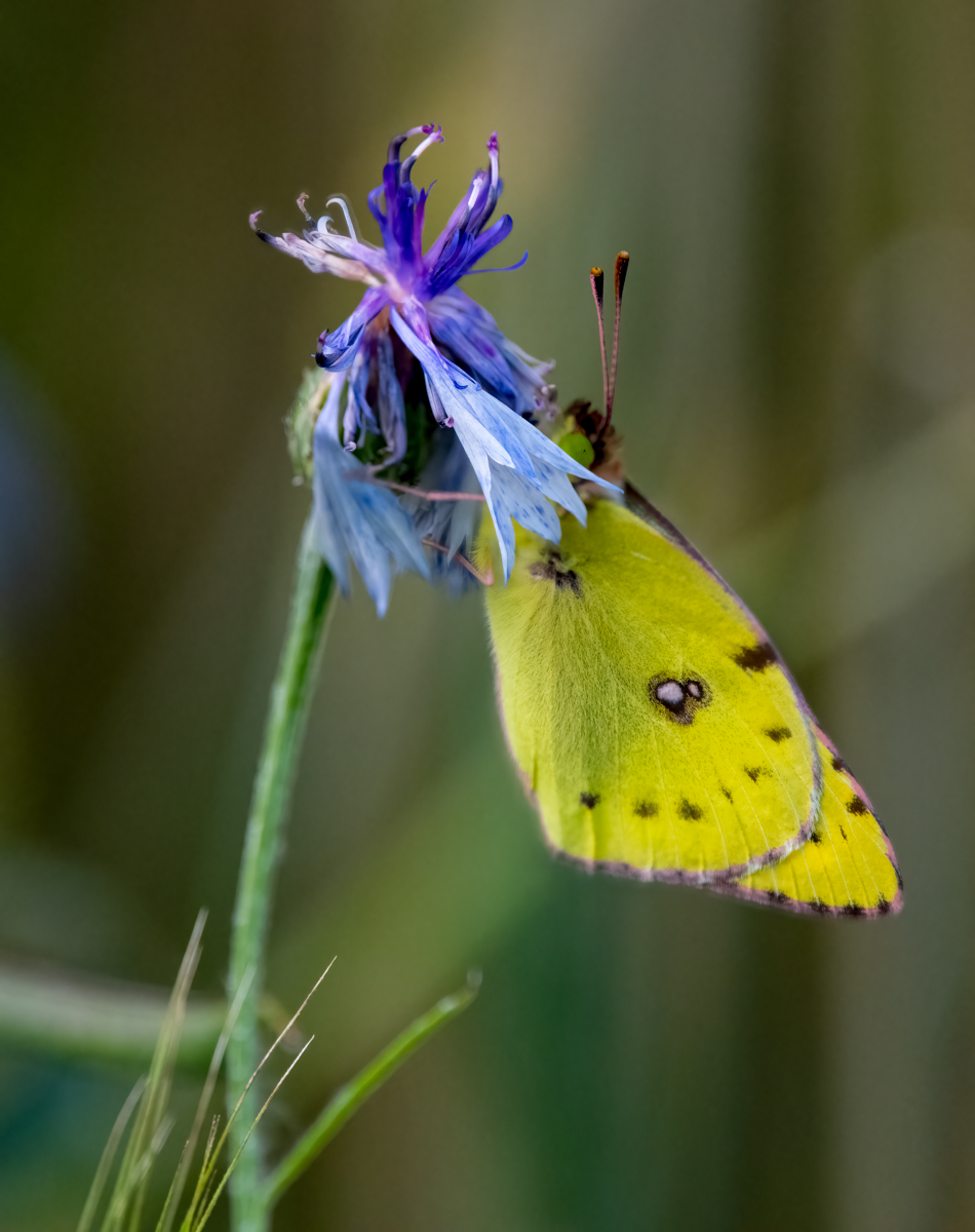 full