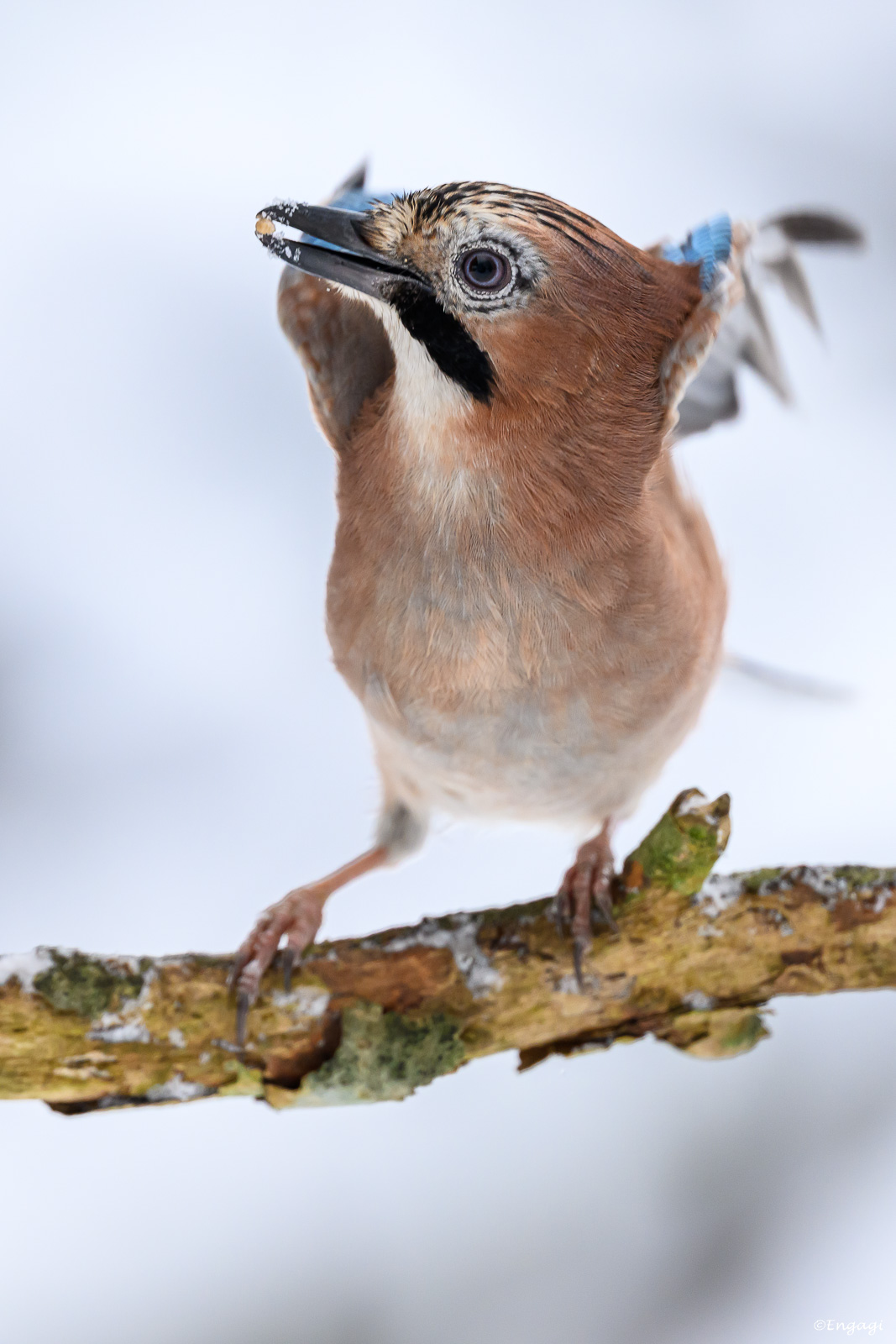 DSC_3601.jpg