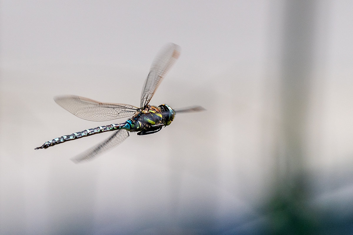 20190827_ND5_2639NF.jpg