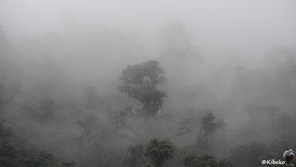 Das Bild zeigt zeigt Regenwaldbäume in Nebel. In der Mitte sticht ein größerer Baum dunkel heraus. Die anderen sind diffus vom Nebel verdeckt.