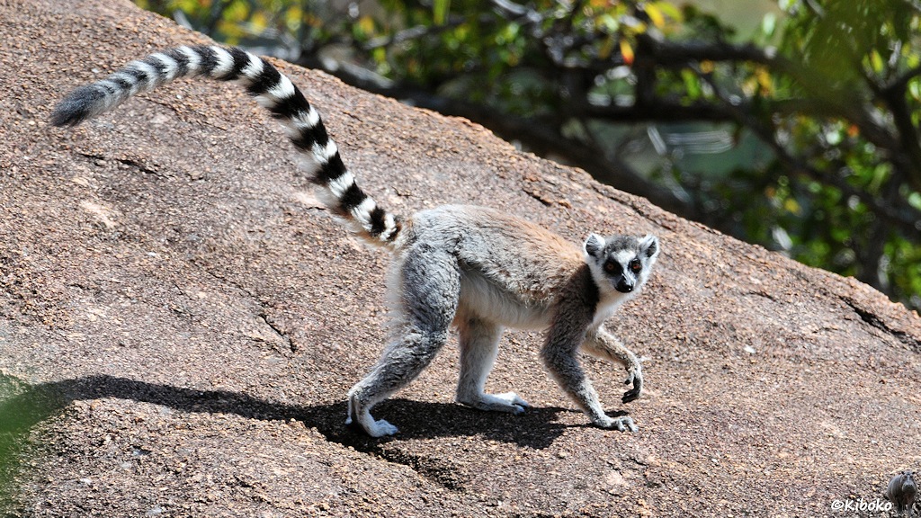 Das Bild zeigt einen grau-braunen Lemur mit schwarz-weißen Ingelschwanz auf einem rötlich-schwarz gesprengkelten Felsen in der Sonne.