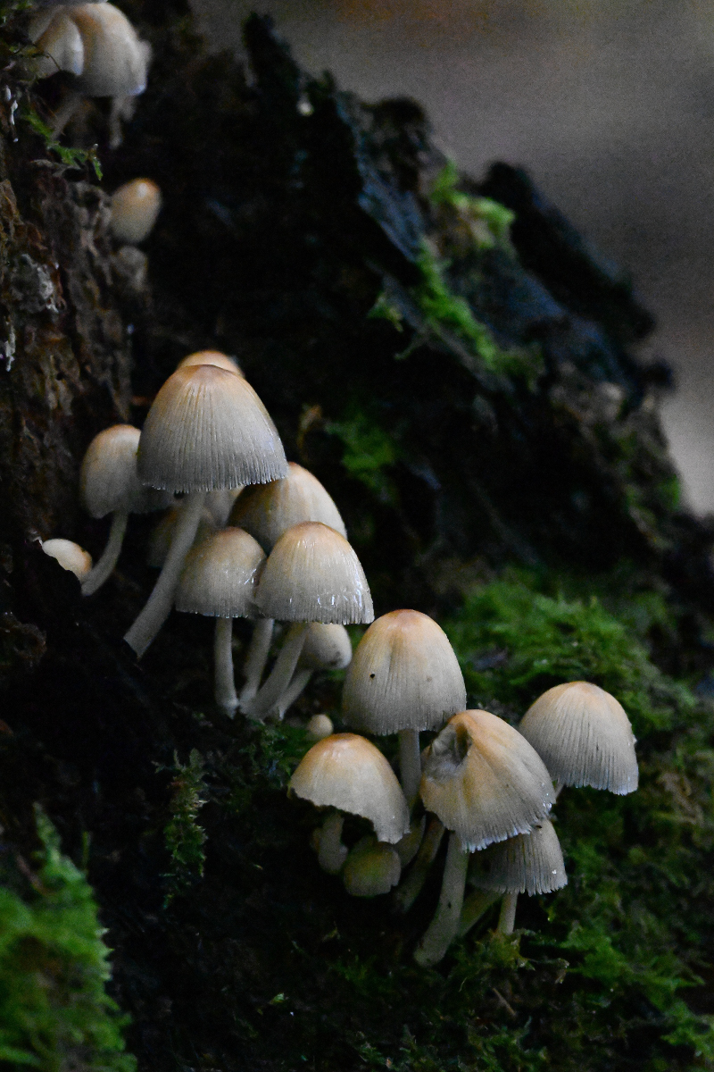 DSC_0563.JPG