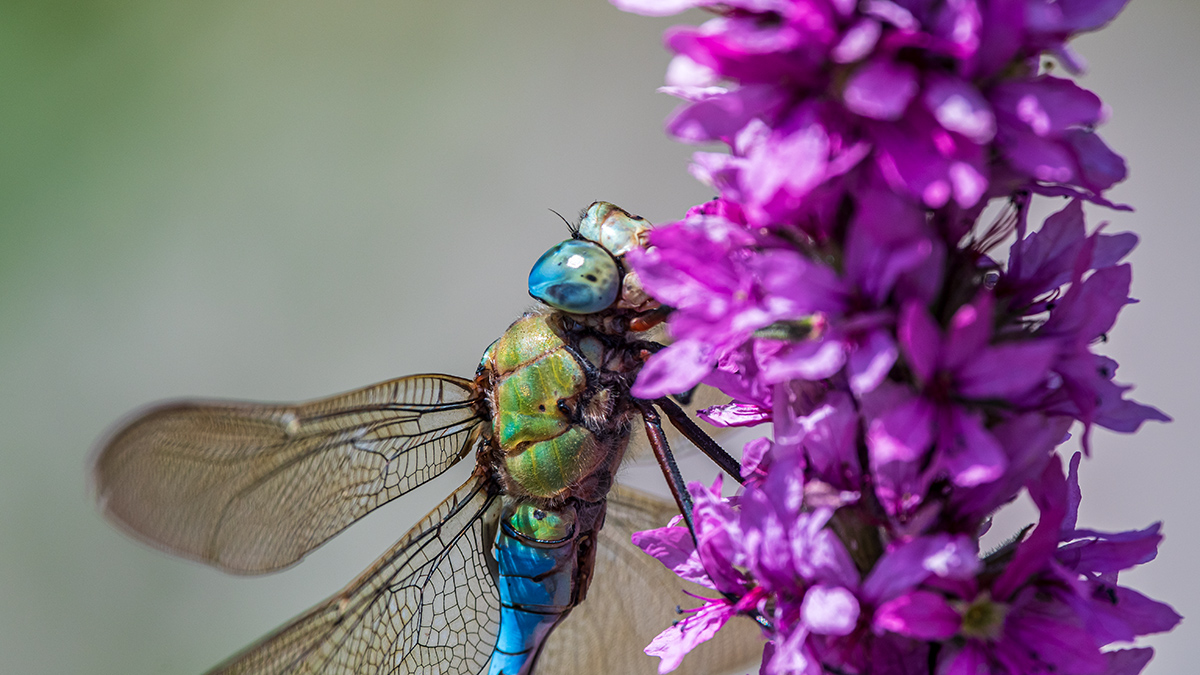 20190704_D500_0058wNF.jpg