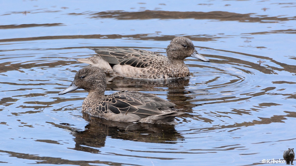 Das Bild zeigt zwei braune Enten mit schwarzem Schnabel, die in unterschiedliche Richtungen auf einem See schwimmen.