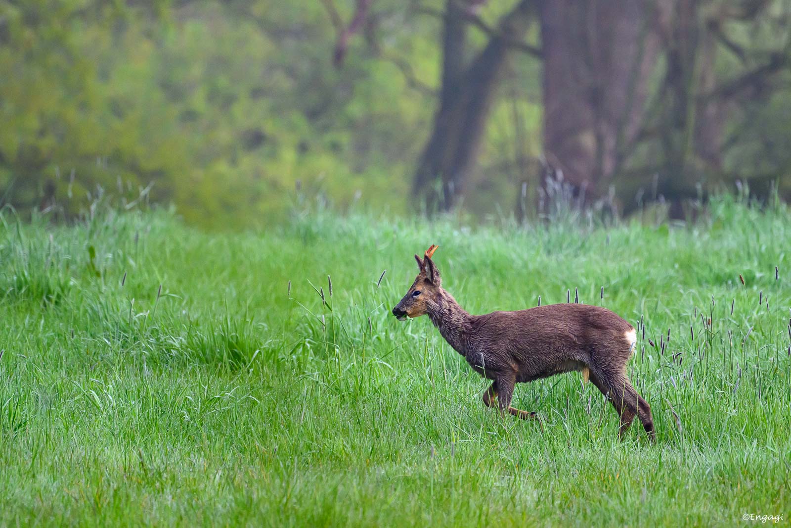 DSC_3626.jpg