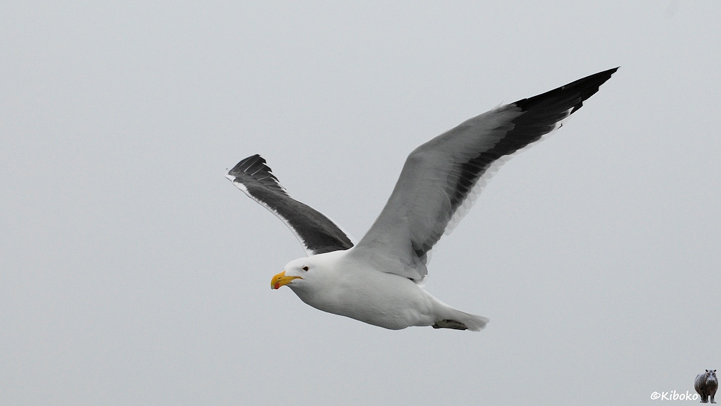 Eine große Möwe mit gelbem Schnabel und schwarzen Flügeldecken im Flug.