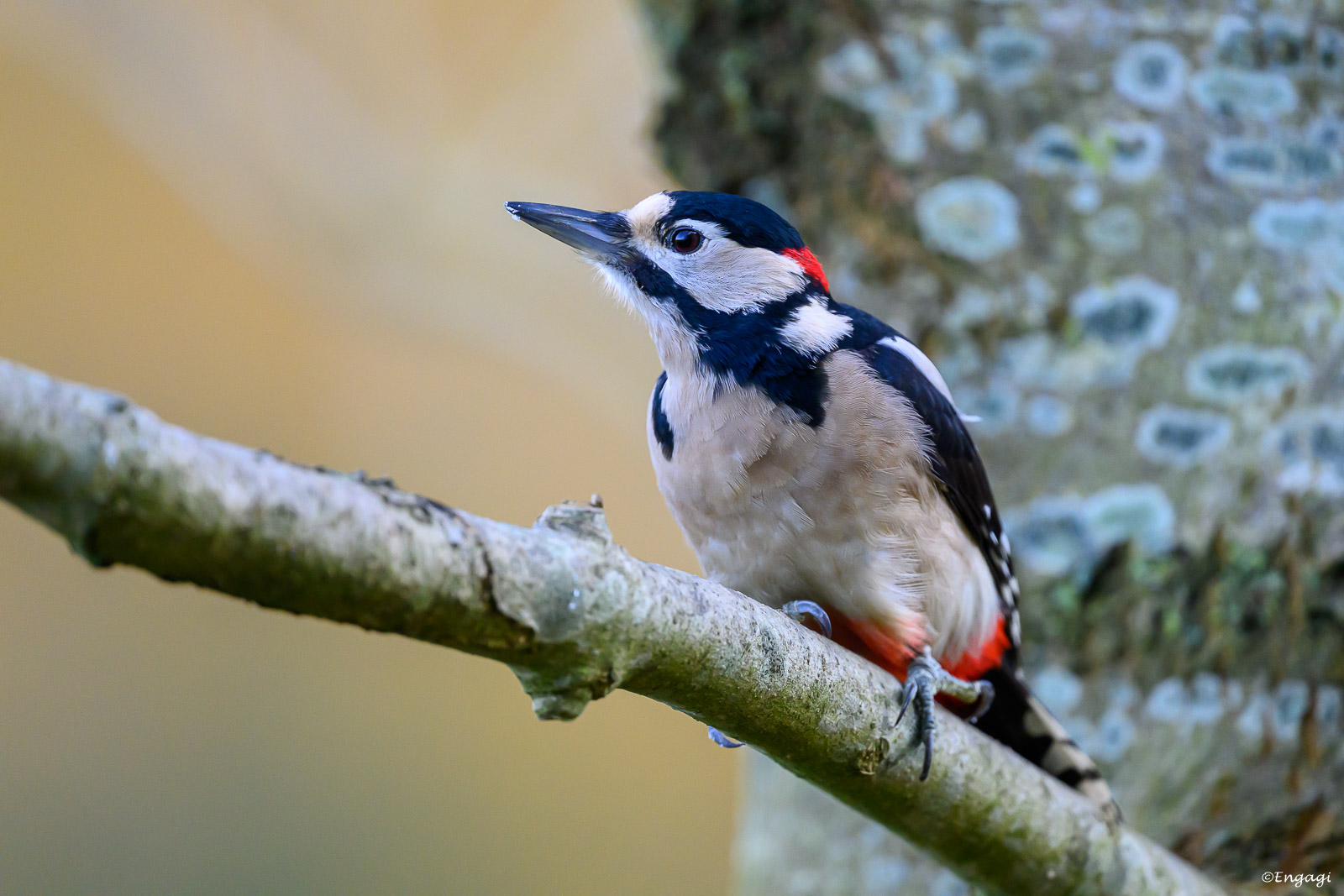 DSC_3183.jpg