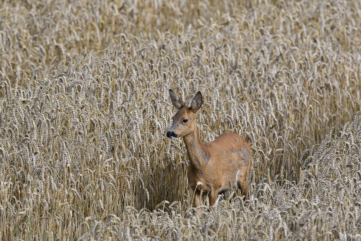 DSC_2292.jpg