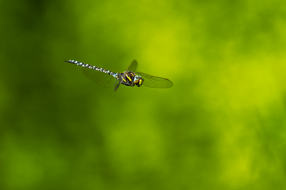 20250619_NZ8_1680_DPNF.jpg